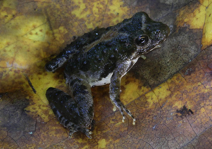 Cricket Frog